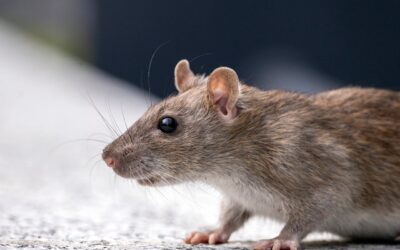 Keep rodents out of your home this spring with Laplante Calfeutrage